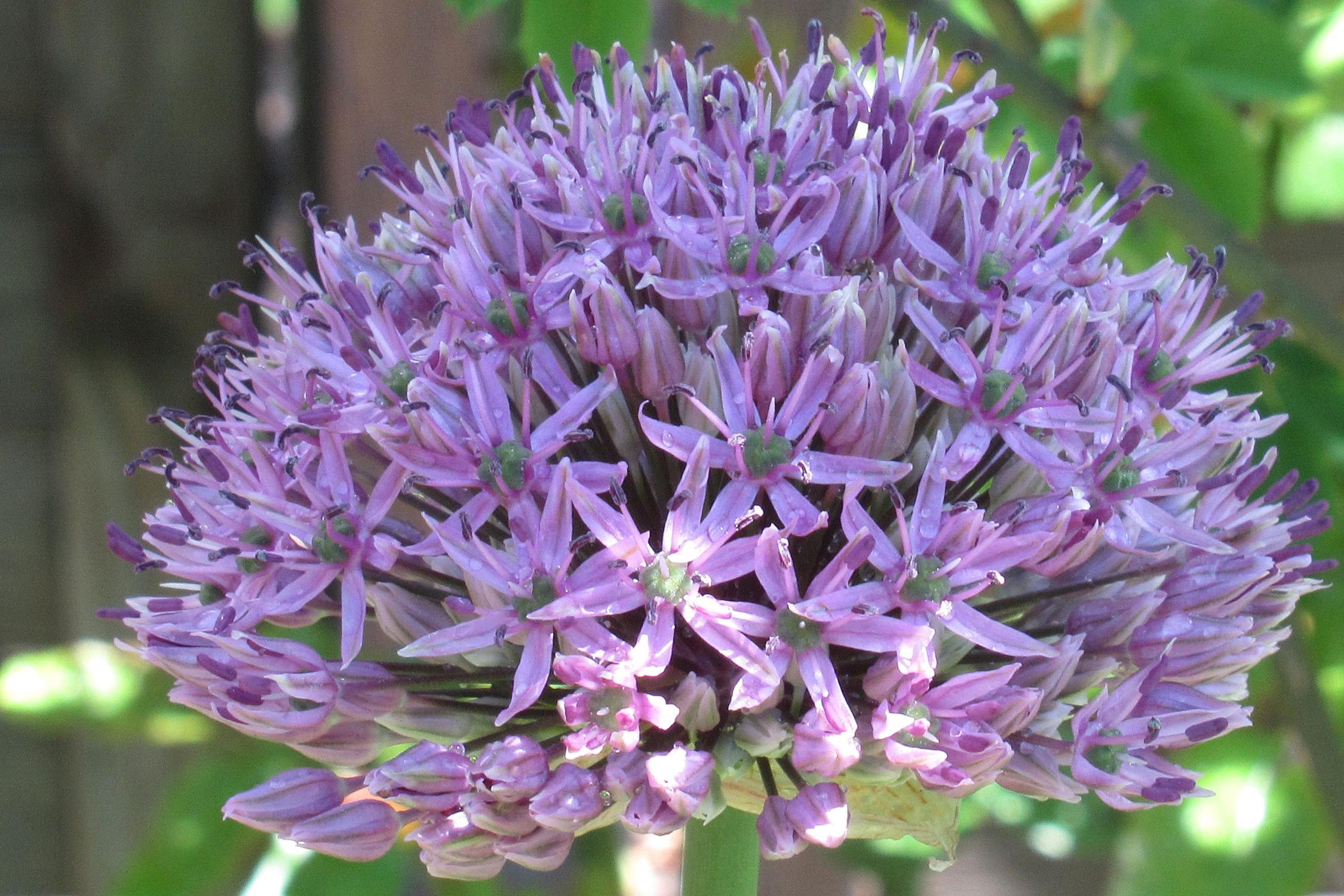 Allium rosenbachianum