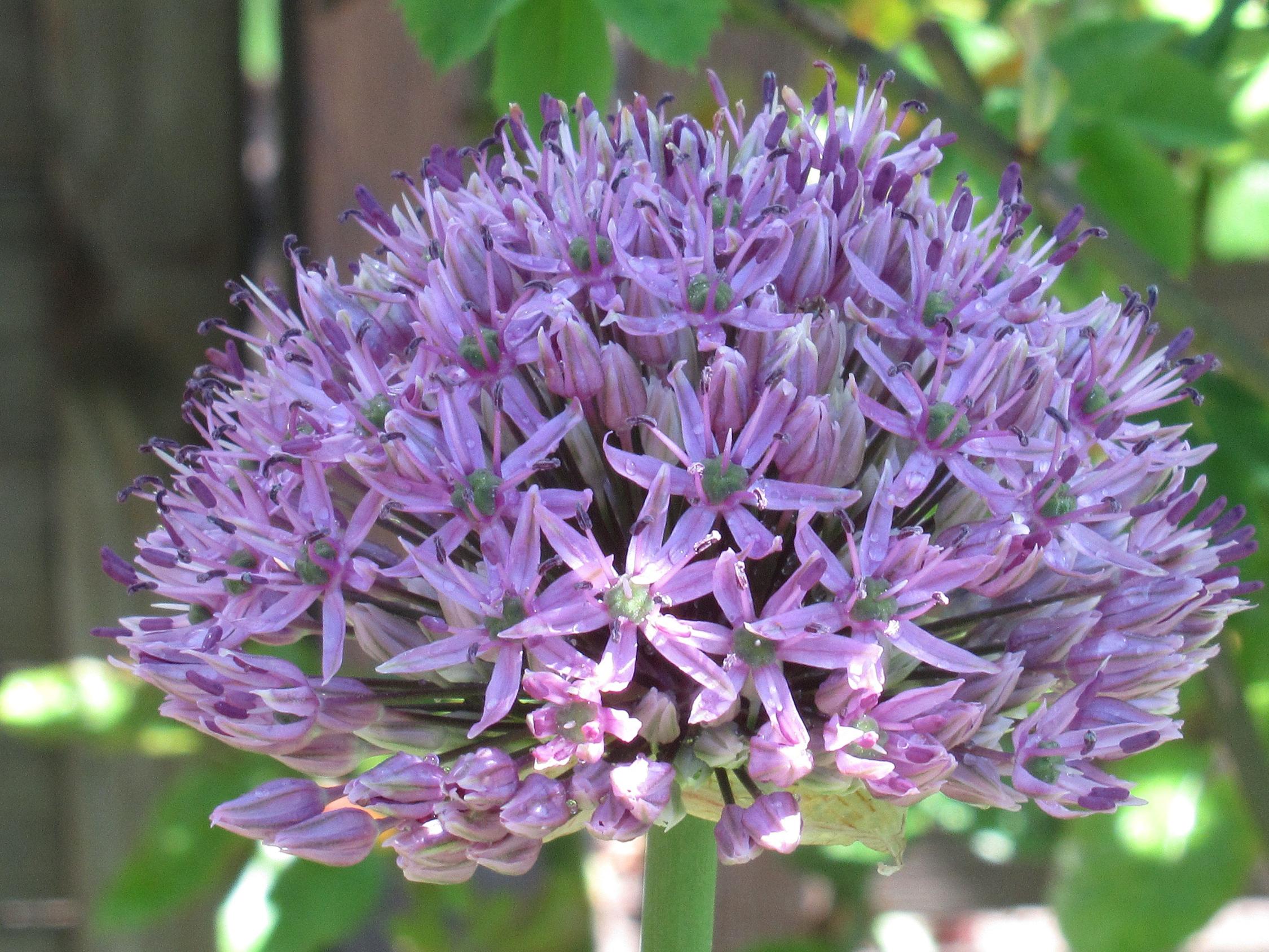Allium rosenbachianum