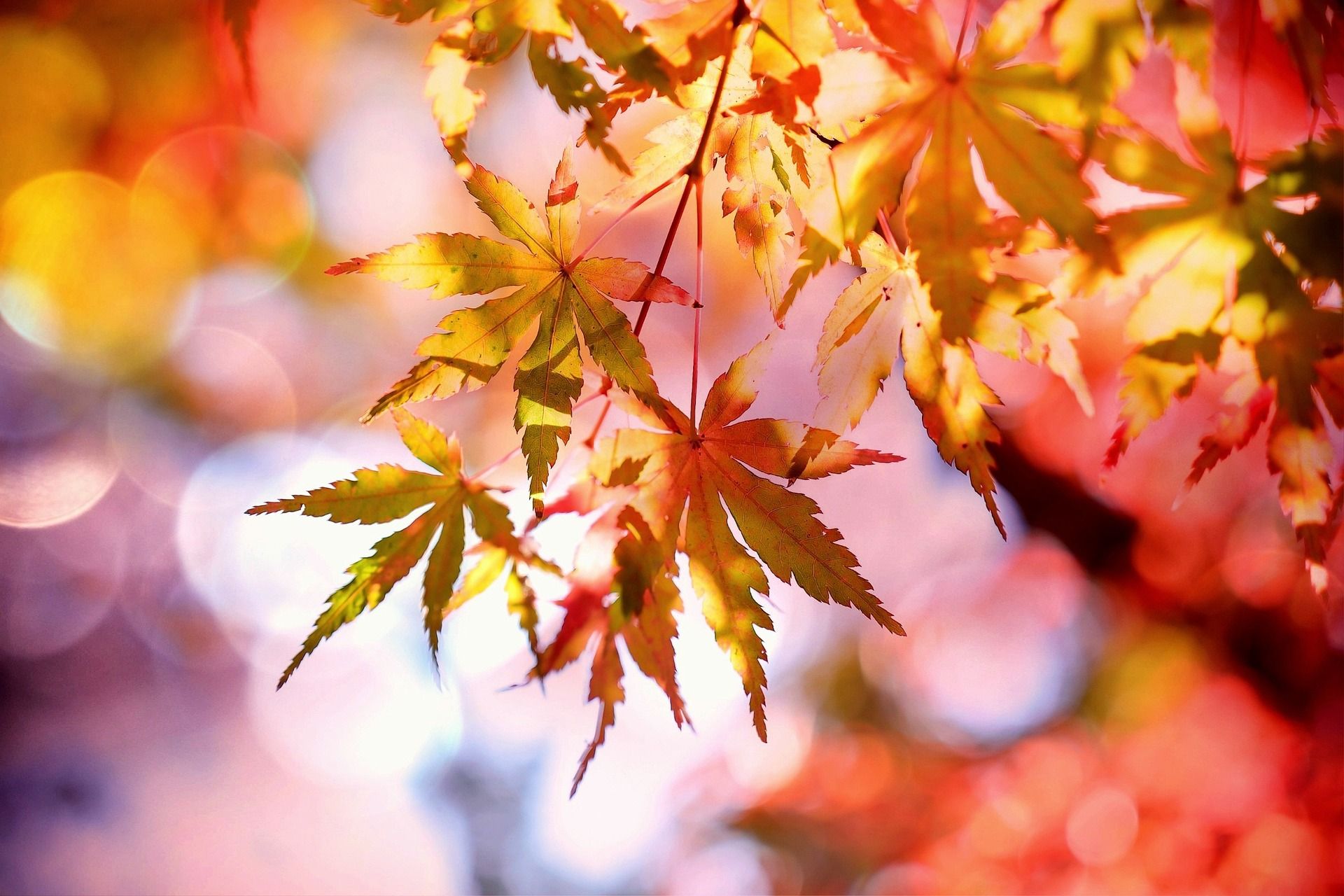 Herbst