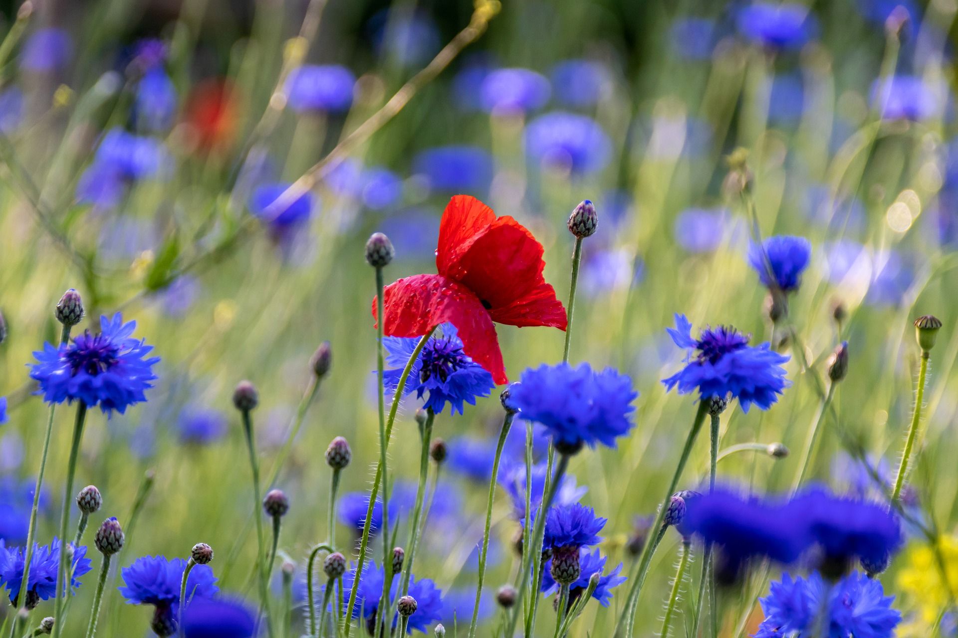 Kornblume