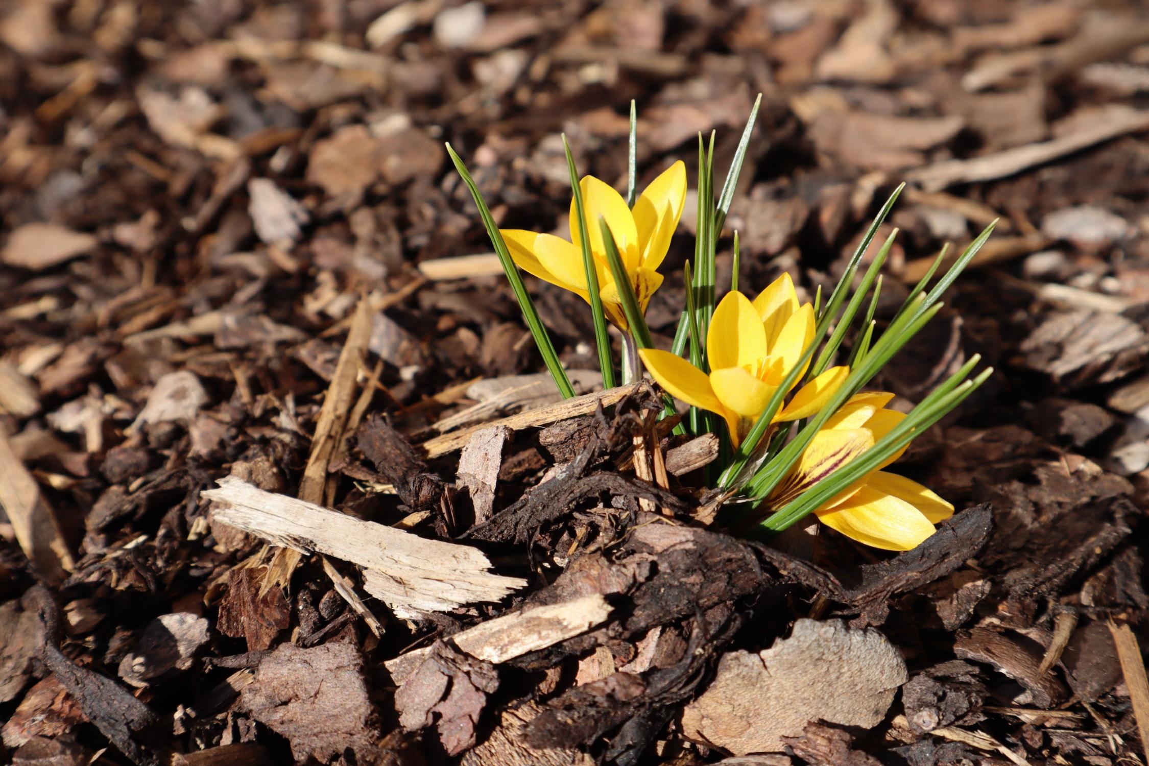 Krokusse