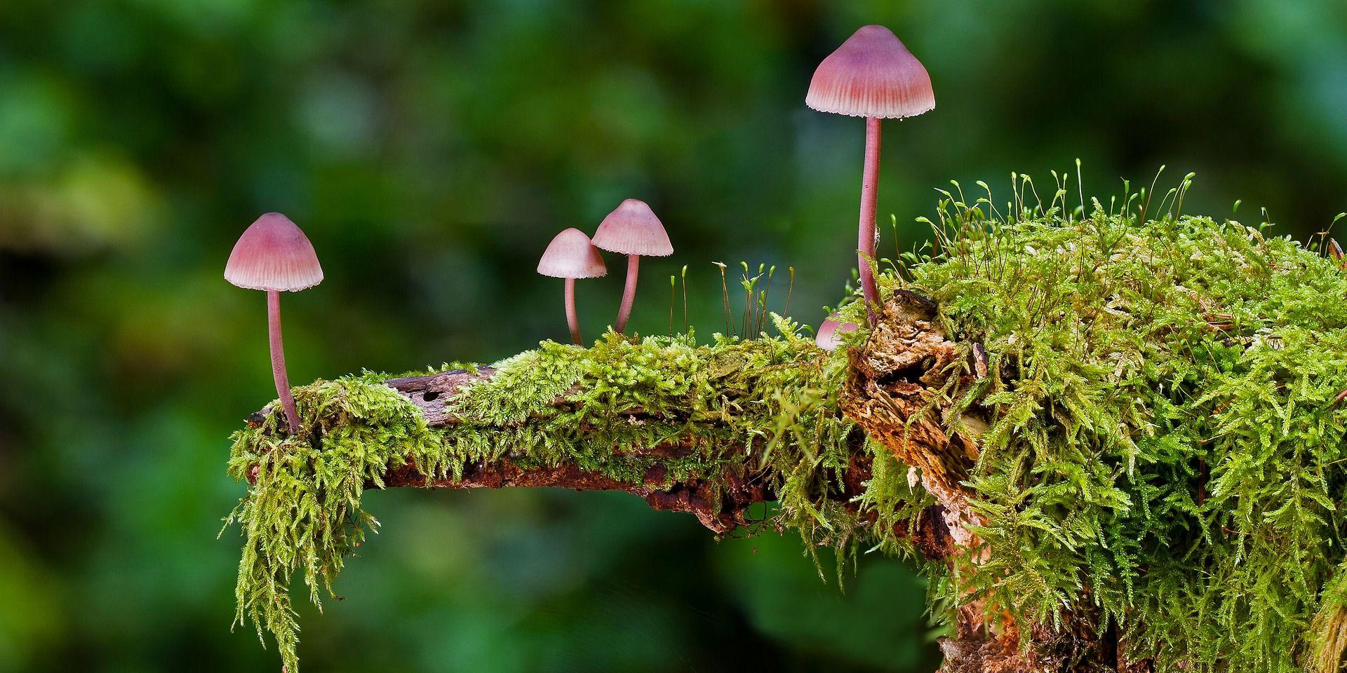 Mushrooms