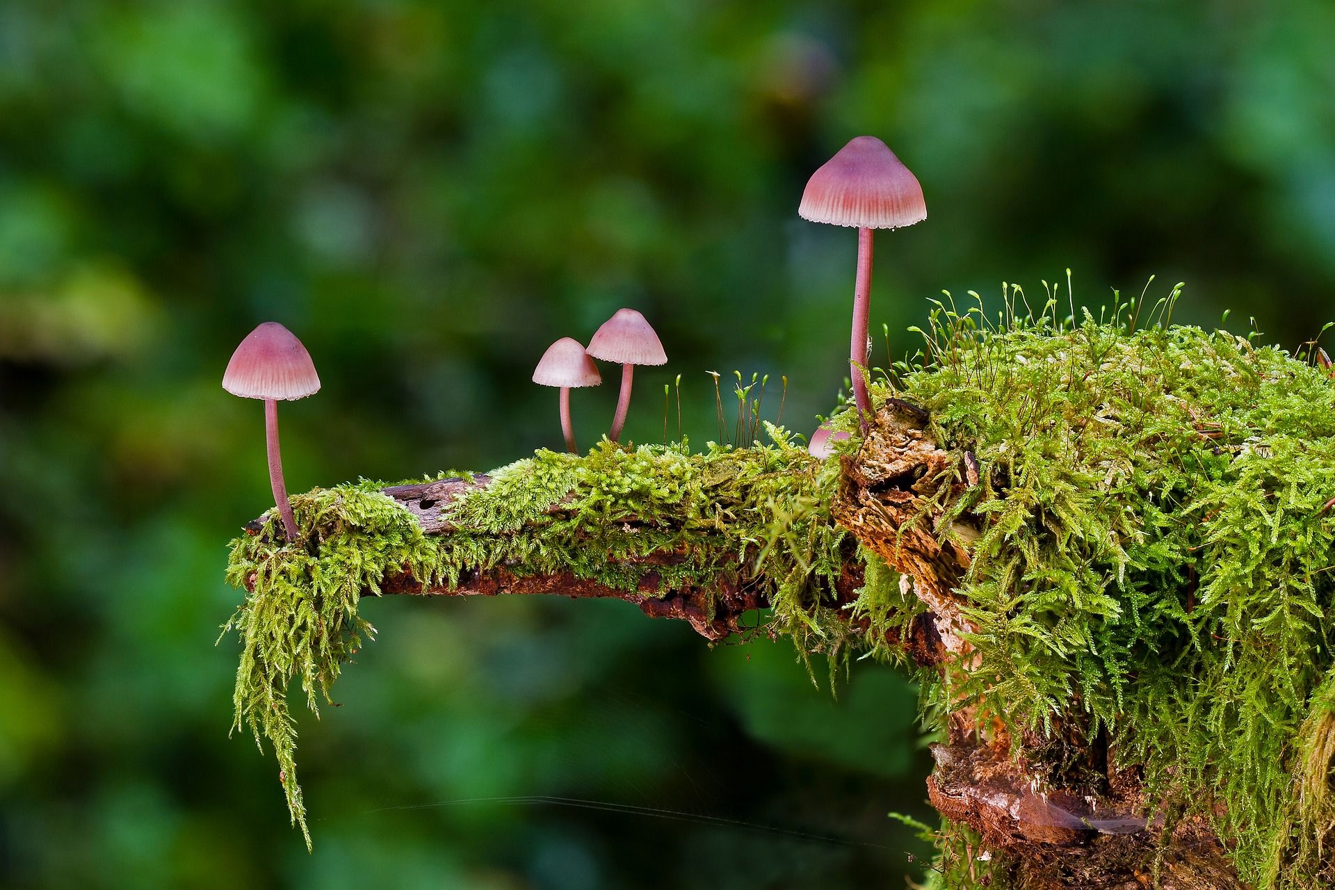Mushrooms