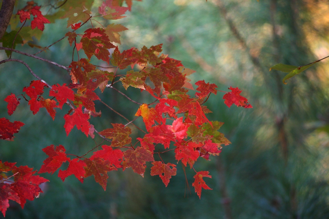 November