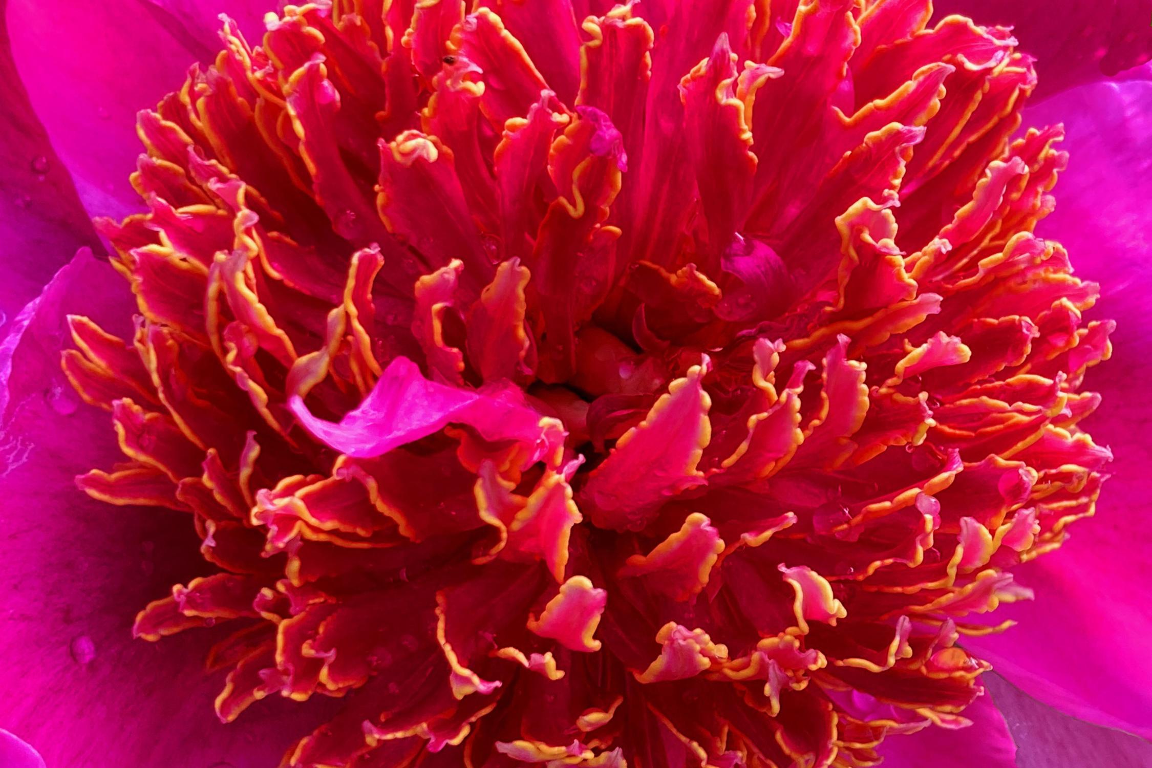 Pfingstrose
