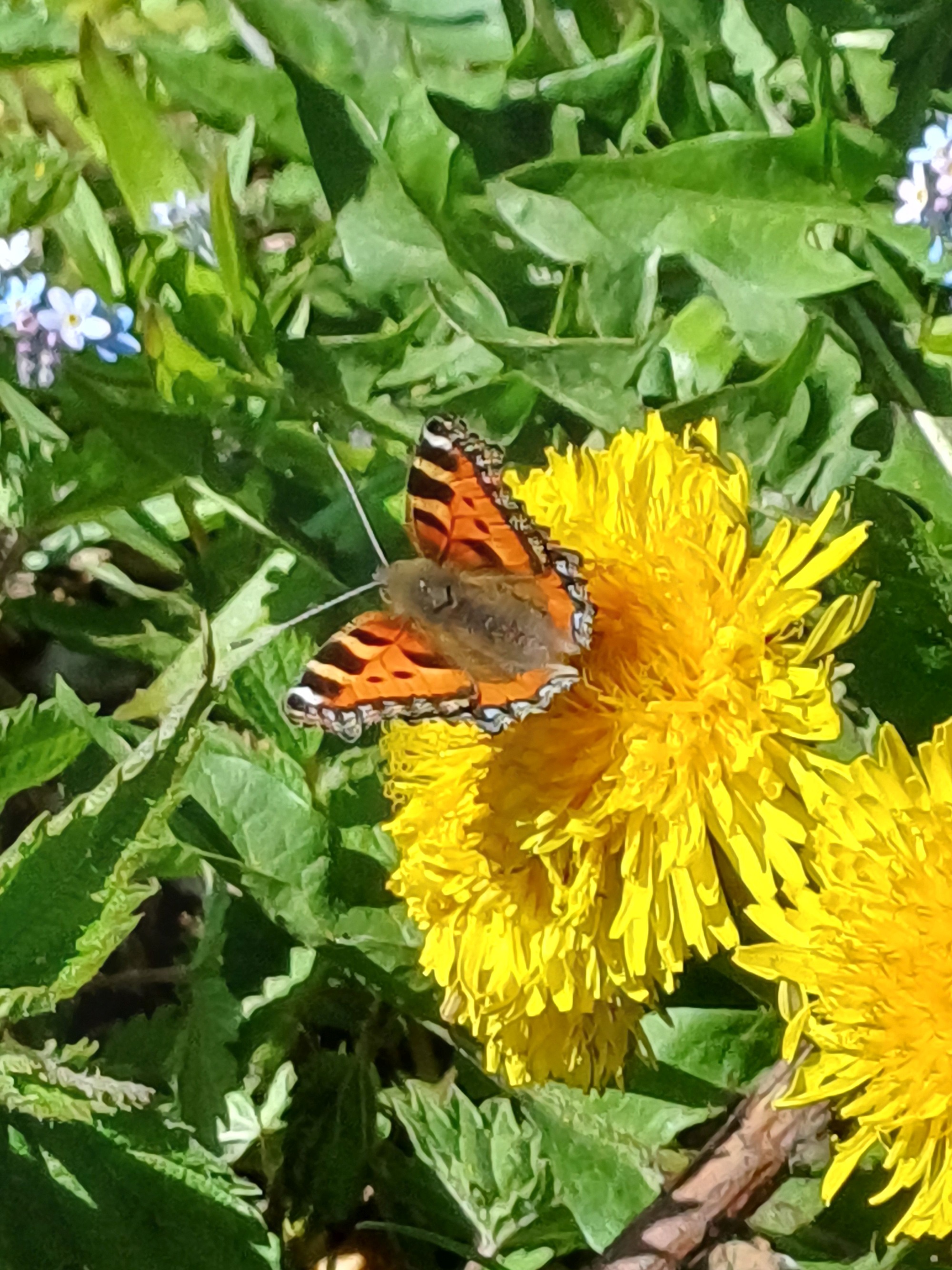 Schmetterling auf Blumen