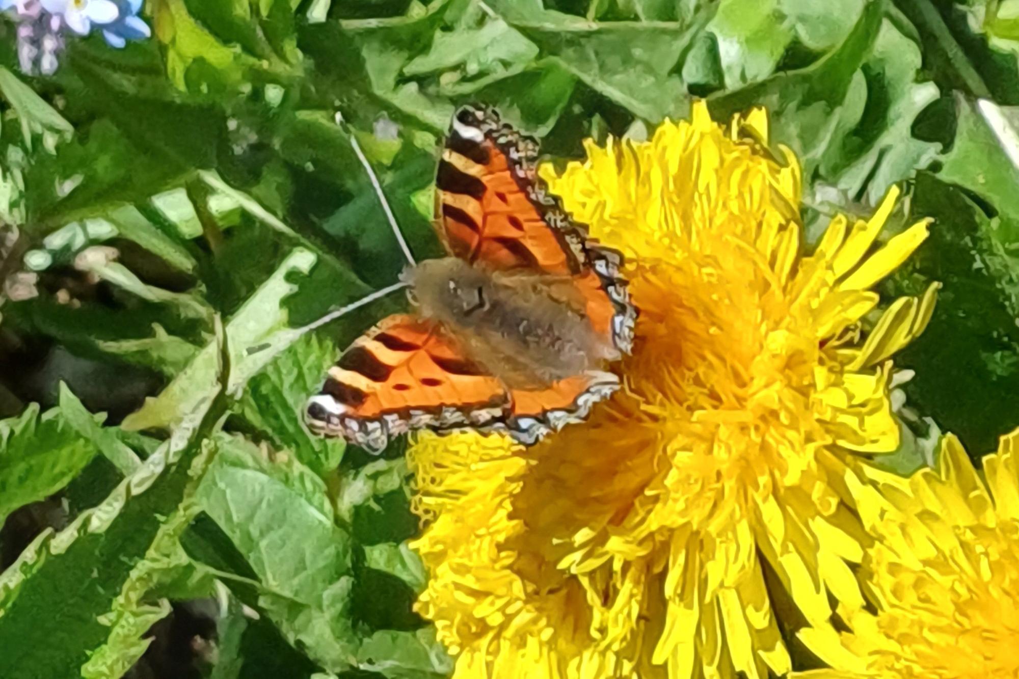 Schmetterling auf Blumen